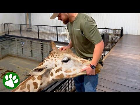 Giraffe Thanks Chiropractor With Hug #Video