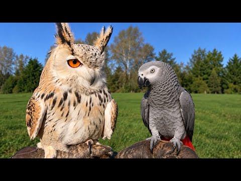 You HAVE to See These Funny Owls and Talking Parrots! #Video