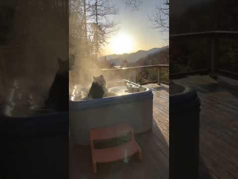 Big Black Bear Relaxes in Hot Tub #Video