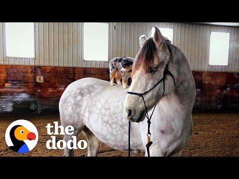 Dog Refuses To Come Down From His Favorite Horse #Video