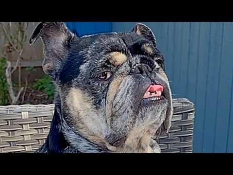 Dog has hilarious reaction when he's denied a blueberry #Video