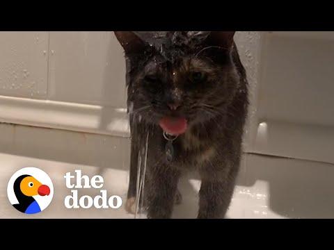 This Cat's Favorite Activity Is Showering With Mom #Video