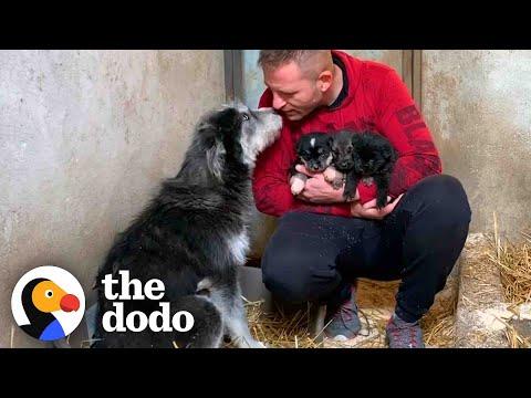 Stray Dog Asks Man To Save Her Babies #Video