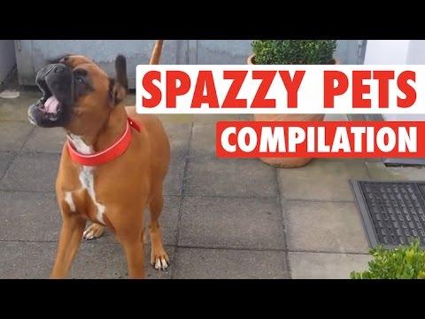 Pets Gone Wild || Hilarious Pet Video Compilation