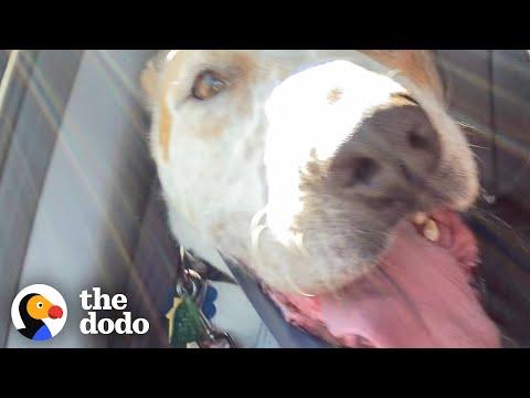 Dog Who Lived In A Shelter Since 2015 Goes Home For The First Time #Video