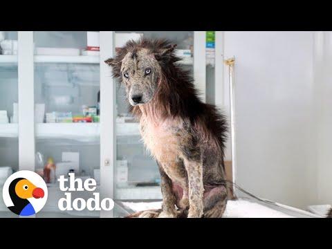 Dog Who Looked Like A Lion Adopts Real Bear Cubs #Video