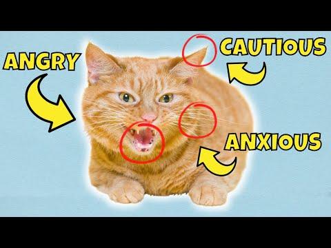 Cat Body Language Explained (21 Posture Meanings) #Video