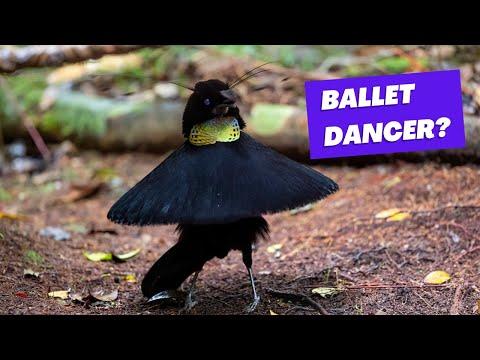 Neat Freak Bird Who does Ballet To Impress The Girl #Video