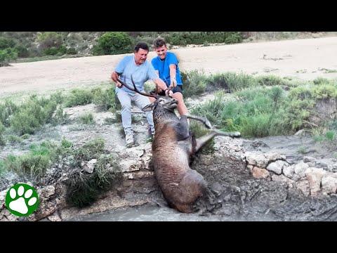 Brave men rescues buck from deep well #Video