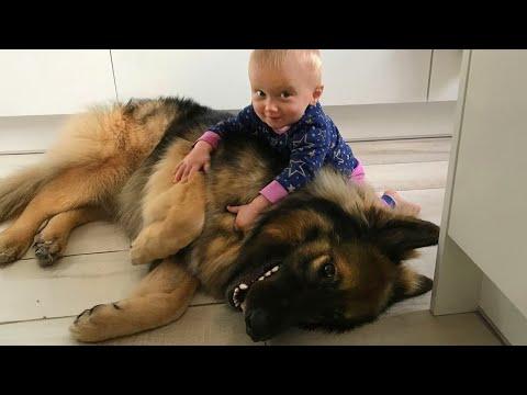 Why Every Baby Deserves a Big Brother Like a German Shepherd #Video