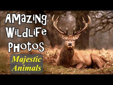 Amazing Wildlife Photos Majestic Animals #Video