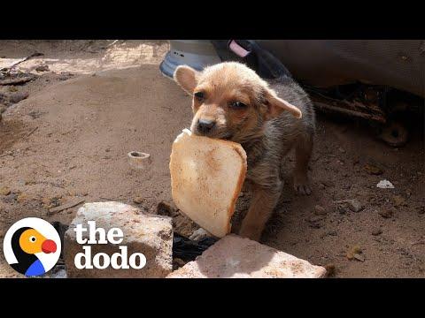 Tiny Puppy Was Smaller Than The Piece Of Bread He Found #Video