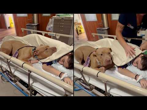 Loyal Pit Bull Refuses To Leave Mom’s Hospital Bed #Video