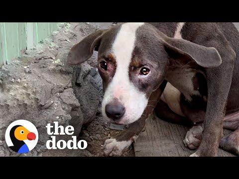 Woman Finds a 'Broken' Pittie Puppy Abandoned #Video