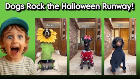 Dogs Rock the Halloween Runway!