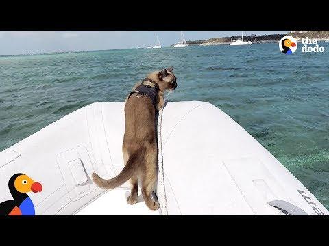 Cat Who Lives On A Boat Loves Visiting New Places - MISS RIGBY | The Dodo
