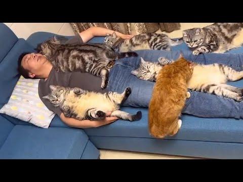 10 minutes of adorable cats and human videos to keep you smiling #Video