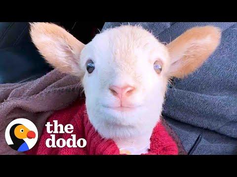 Lamb Is Obsessed With His Mom’s Coworker #Video