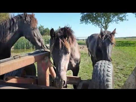 These Friesian horses really aren't afraid of anything!