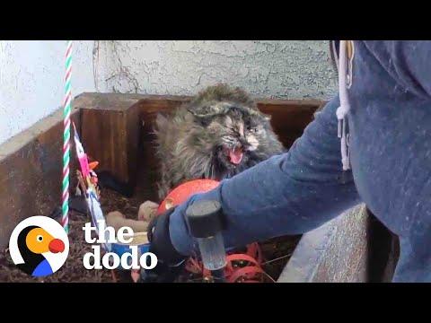 Spicy Cat Mama Won't Let Rescuers Touch Her Babies #Video