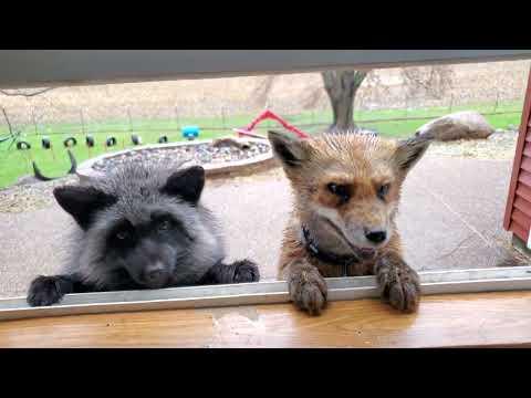 Wet foxes at the window #Video