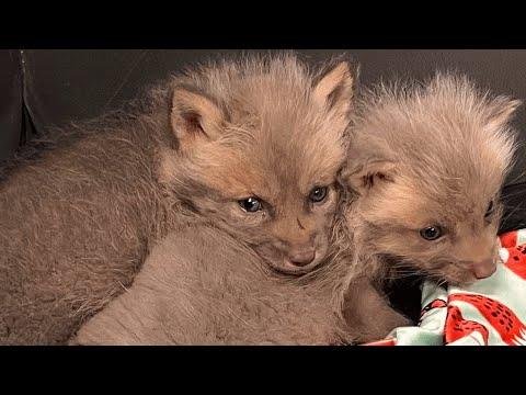 Mama fox did something extraordinary to save her baby #Video