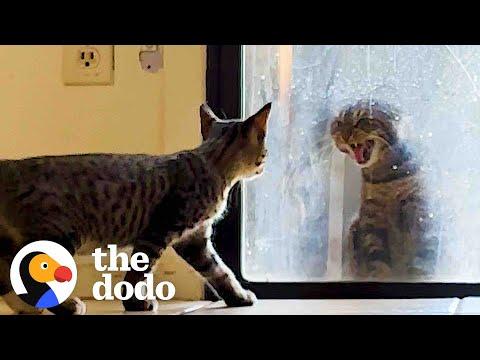 Her Cat Hates The New Kitten #Video