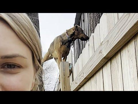 My dog keeps spying on neighbors #Video
