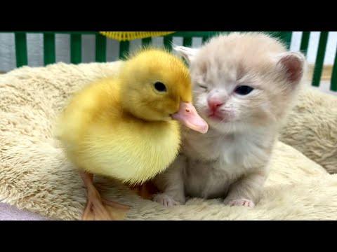 First bath for funny ducklings