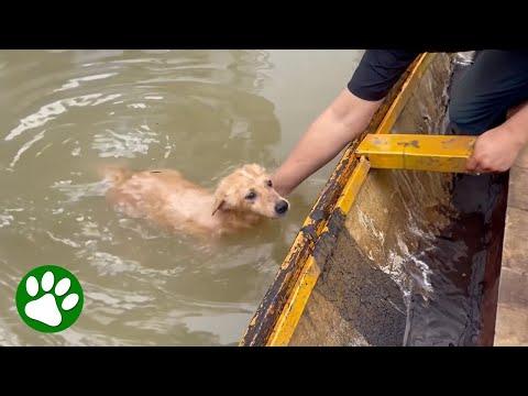Dogs abandoned in flood asks for help #Video