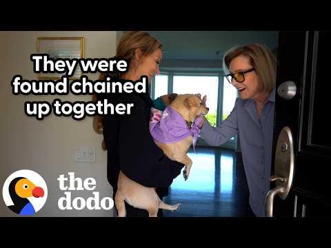 Tiny Dogs Who Were Chained Up Insist On Getting Adopted Together #Video