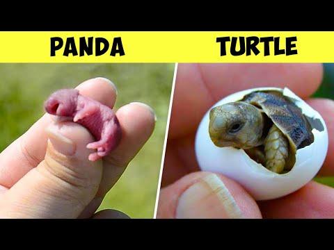 Here’s What Newborn Animals Look Like