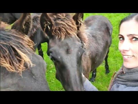 How are the foals doing? Lianne, Lieke, Lina, Jacobien and Jildou. Friesian horses.
