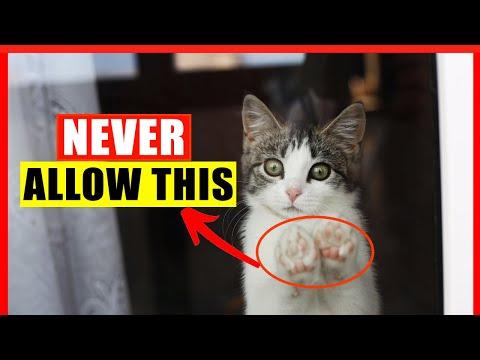 If You Have an Indoor Cat, Never Do THIS! (Common Indoor Cat Mistakes) #Video