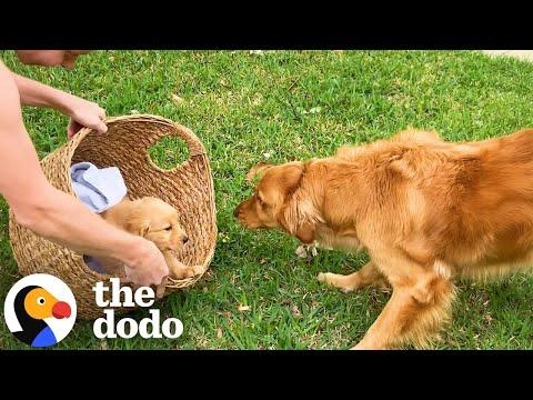 Golden Retriever Gets A Puppy Sibling To Grow Up With #Video