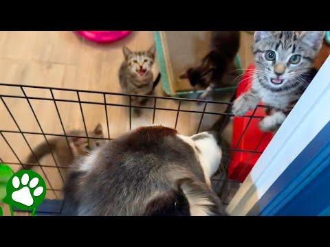 These rescue kittens have the cutest nanny #Video