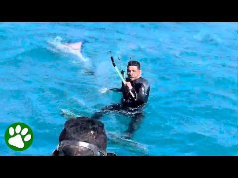 Kind men rescue dolphin stuck in fishing gear #Video