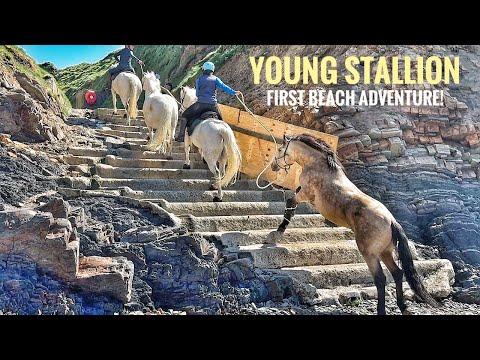 Young Stallion Noah’s First Beach Adventure! #Video