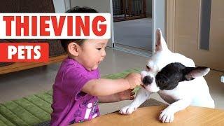 Thieving Pets | Funny Pet Video Compilation