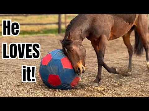 This horse NEEDED to get out! Silly Skeletor! #Video