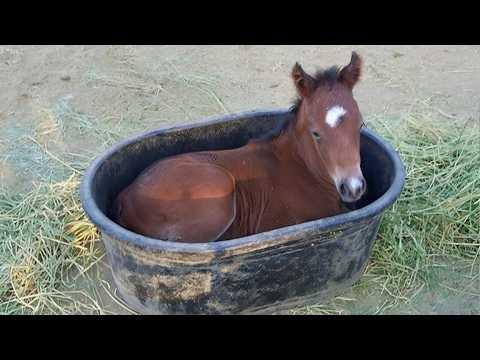 The Internet Can’t Handle These Funny Horse #Video