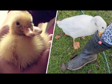 This woman saved a duck's life. Now she's obsessed with her. #Video