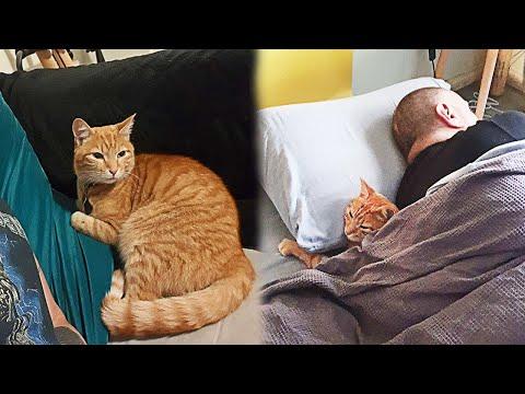 Cat Every Day Sneaks Into Someone Else's House to Sleep #Video