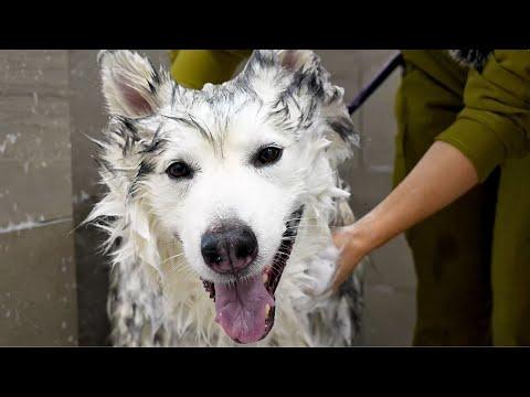 This Husky Is A Professional Tap Dancer...And His Performance Is SPECTACULAR! #Video