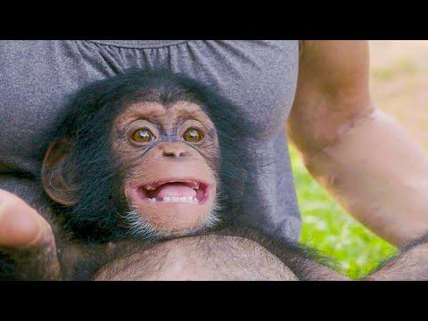 Poppy The Baby Chimp Has A Huge Smile | BBC Earth