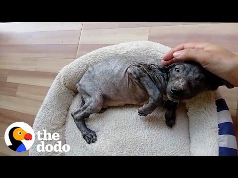 Puppy Thrown In Trash Is Unrecognizable Now #Video