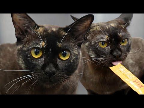 A Low-Shedding, Dog-Like Cat? Meet The Burmese Cat #Video