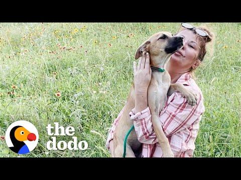 Puppy Who Was Dumped In A Field Saves Another Dog #Video