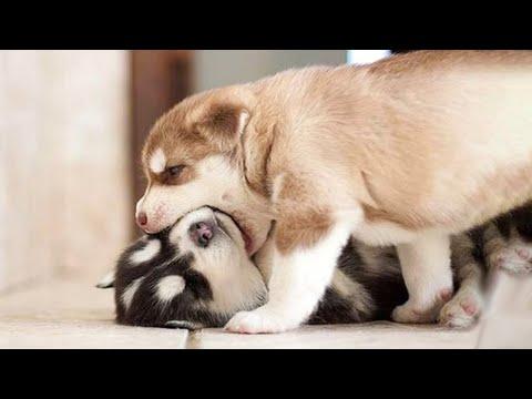 Funny And SOO Cute Husky Puppies Compilation Video #04 - Cutest Husky Puppy