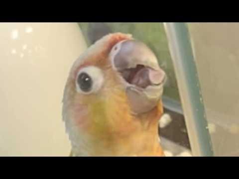 Desperate pet store parrot convinced a man to get him out #Video
